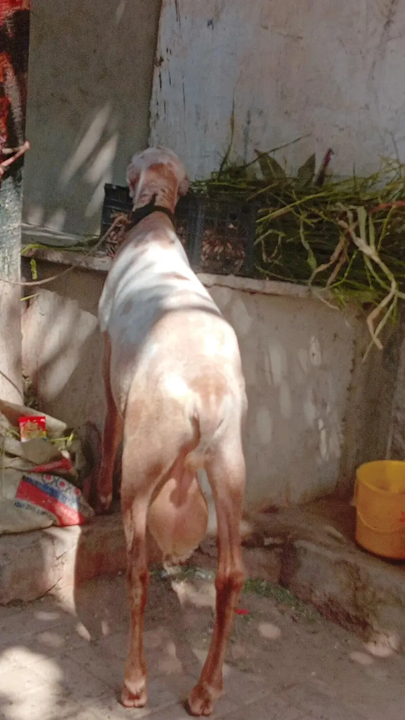 Kharay ki Nasal Ka DUMBA — photo 11