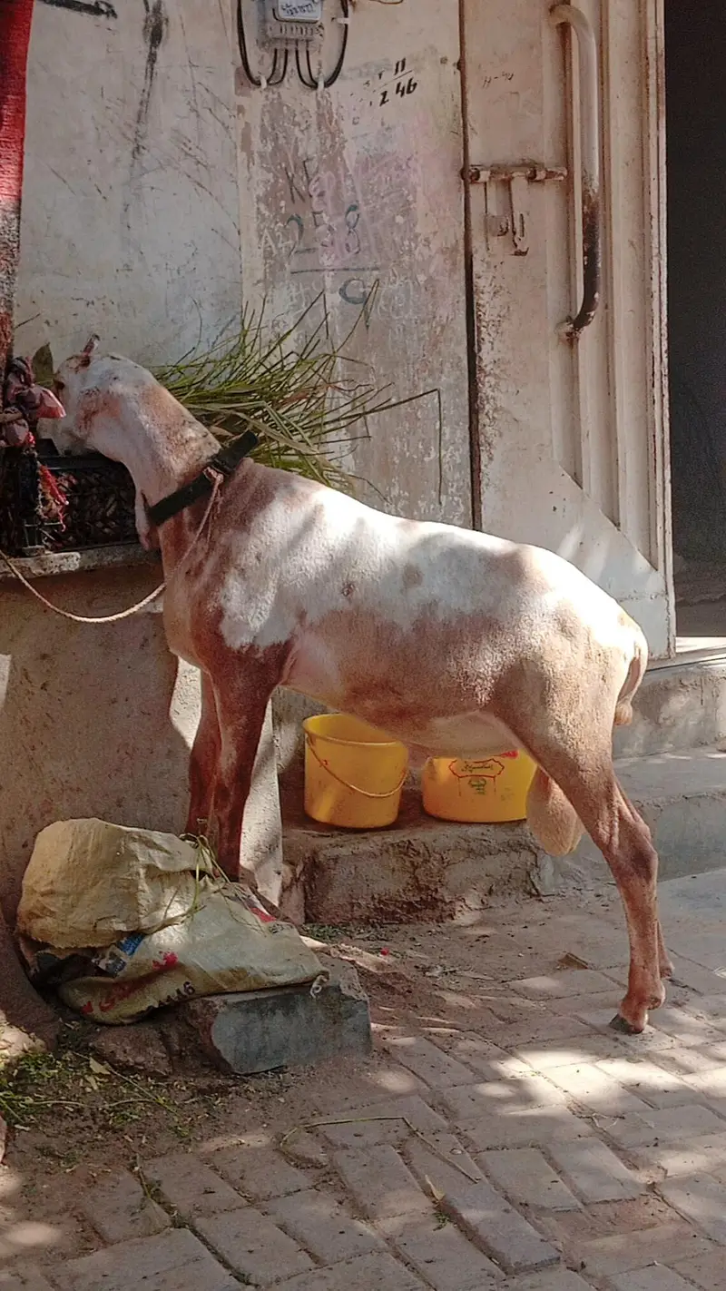 Kharay ki Nasal Ka DUMBA — photo 12