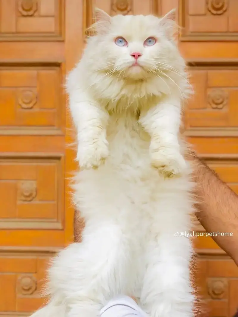 Persian Punch face triple coat cat Kitten — photo 12