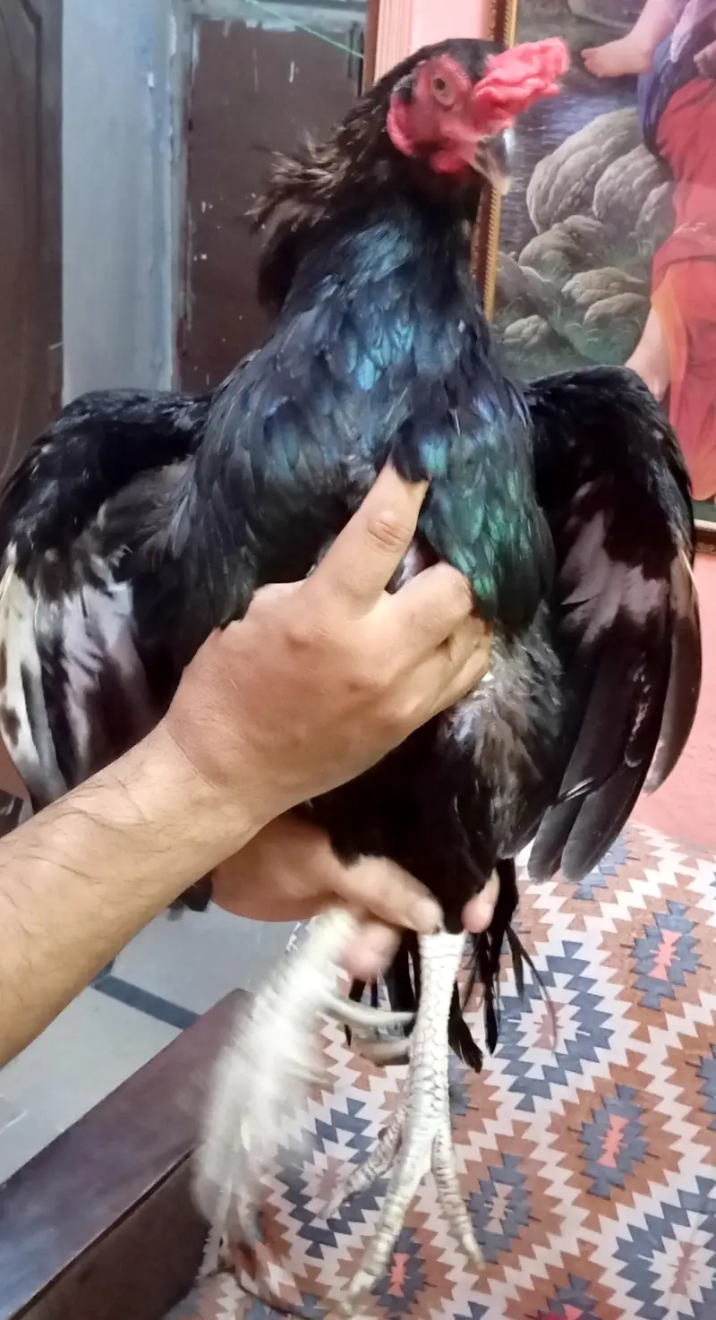Black Mushka Lasani Aseel — photo 3