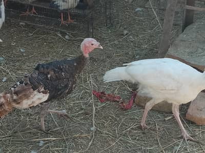 Mix colors Turkey ready to breed 6 males and 9 females