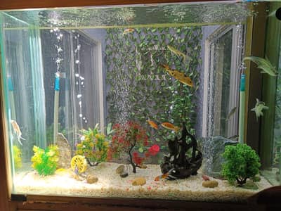 Fish aquarium for sale