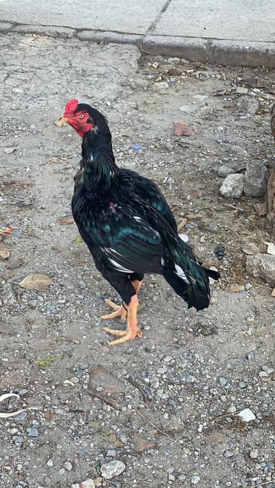 sim number. 03276503615. . whatsap. 03109899484. . Top breeder bird i