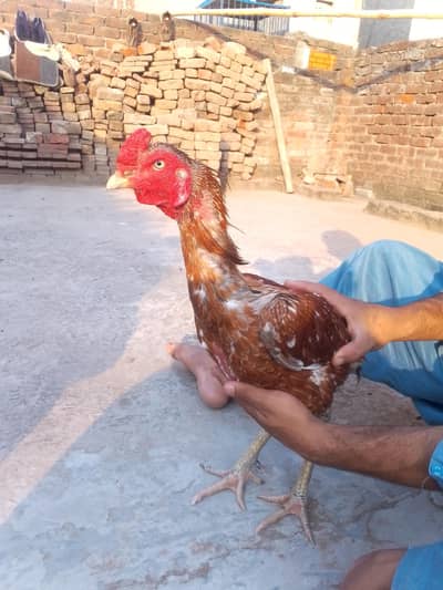 pakoy