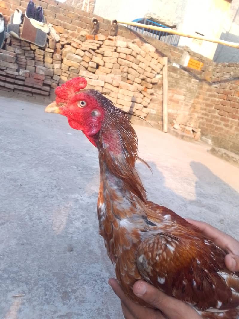 pakoy 1