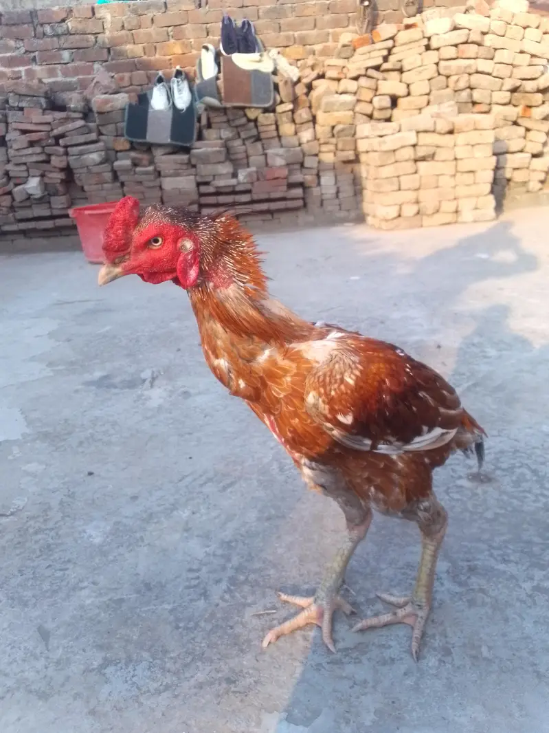 pakoy — photo 4