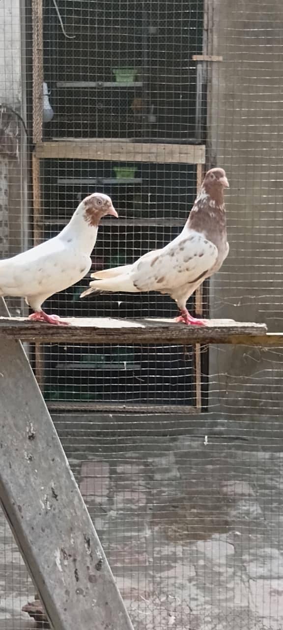 Breedar Pair 1