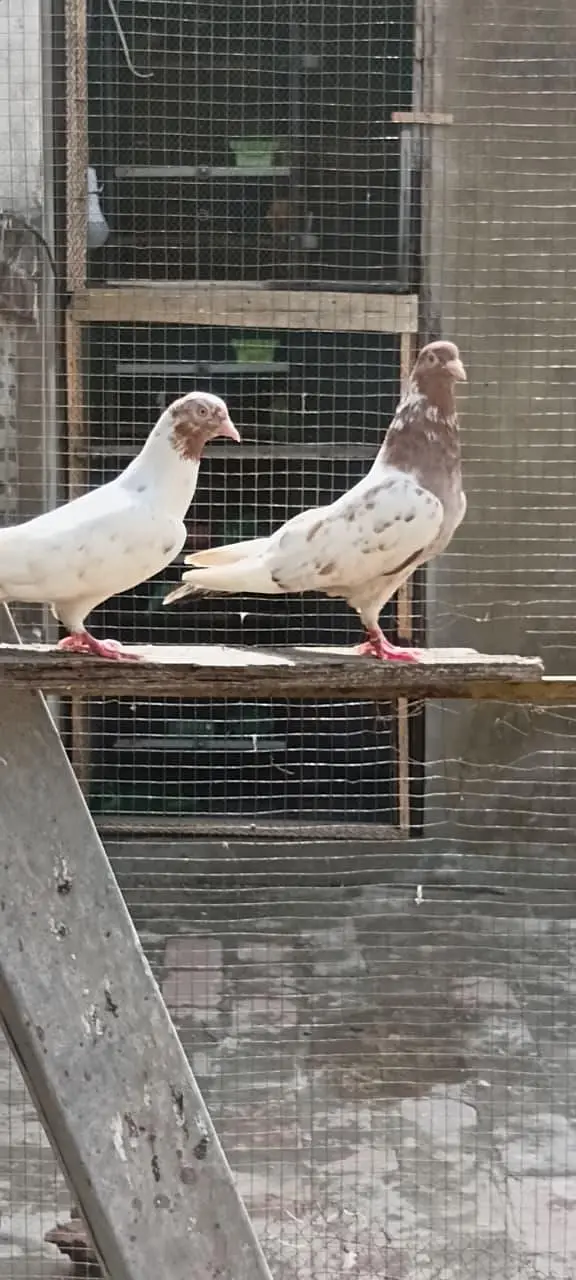 Breedar Bird — photo 2