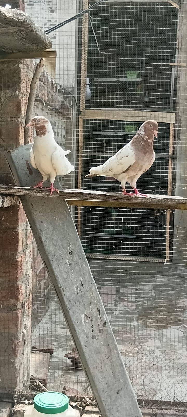 Breedar Pair 2