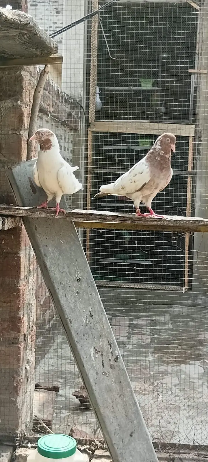 Breedar Bird — photo 3