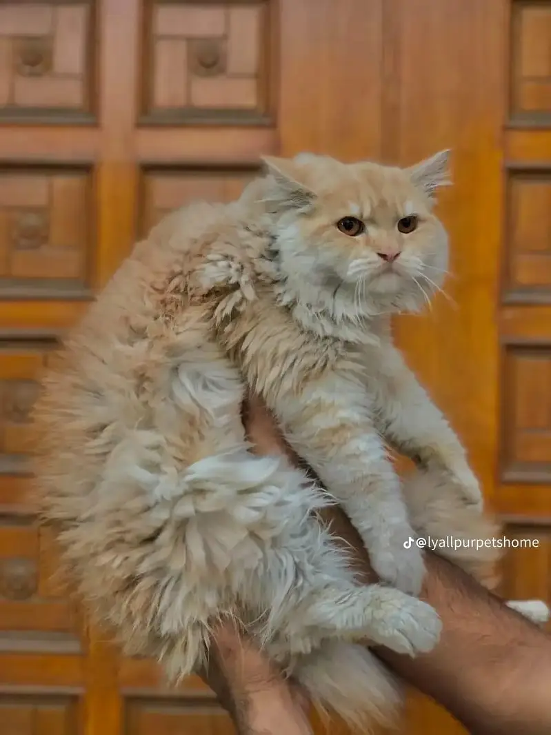 Persian Punch face triple coat cat Kitten — photo 12