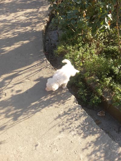 Russian cute dog for sale