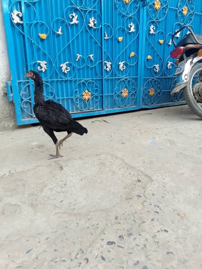 aseel hen for sale