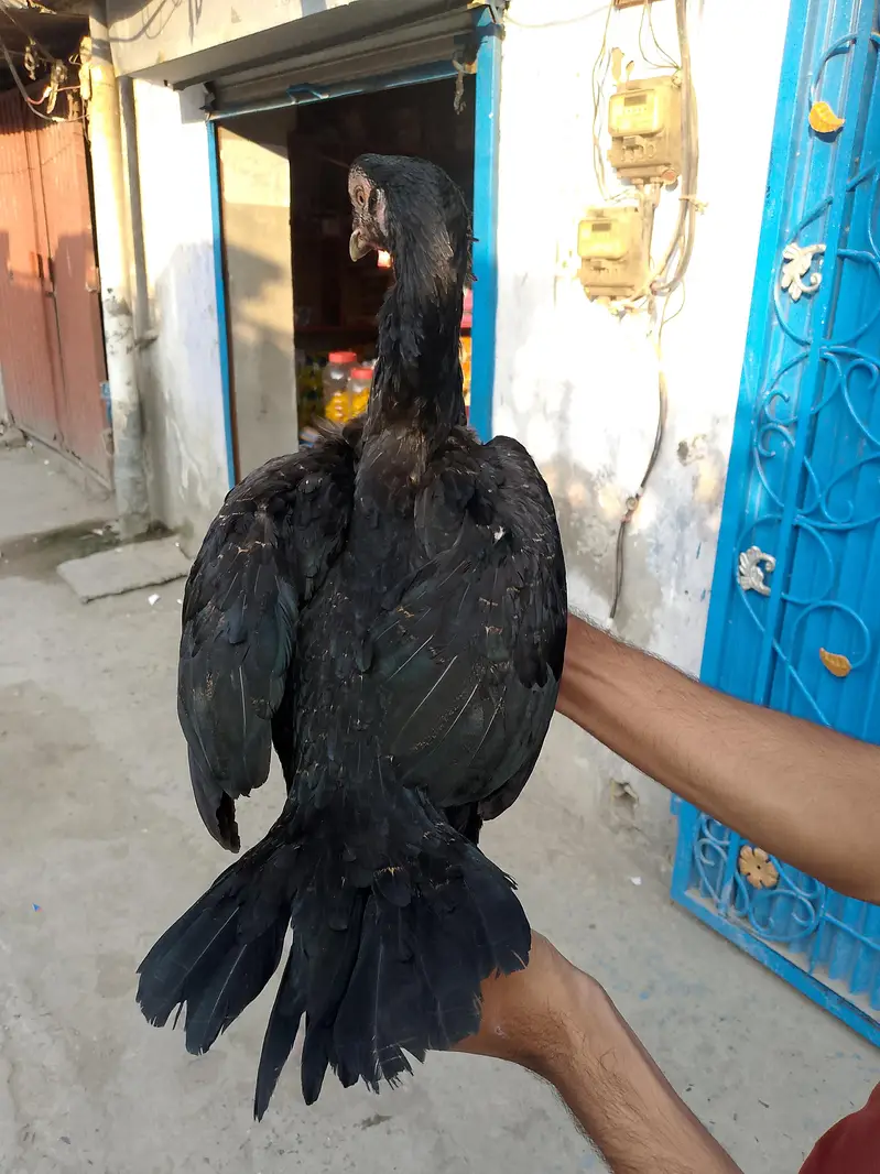 aseel hen for sale — photo 2