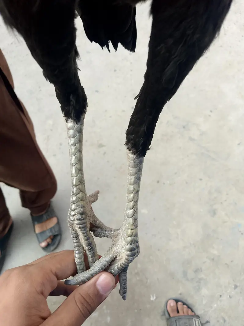 aseel hen for sale — photo 3
