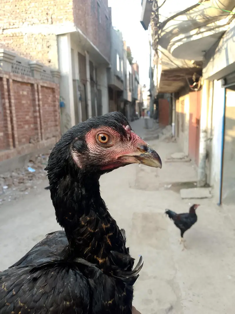 aseel hen for sale — photo 4