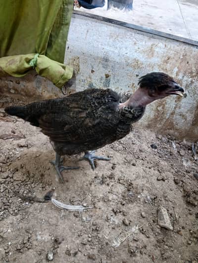 Golden Desi Pure Misri F1 A+ Breed WhatsApp 03304503477
