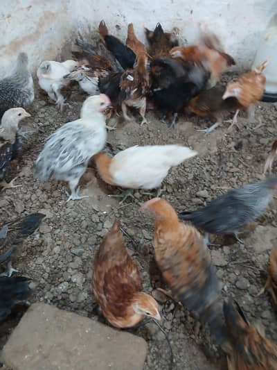 Golden Desi Pure Misri Hen WhatsApp 03304503477