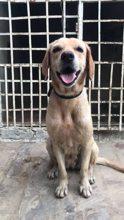 Confirm breeder female for sale