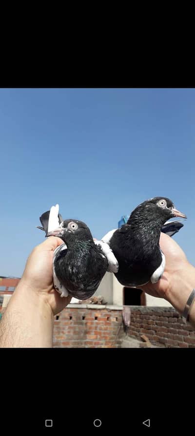 Royal teddy breeder pair kalsiray