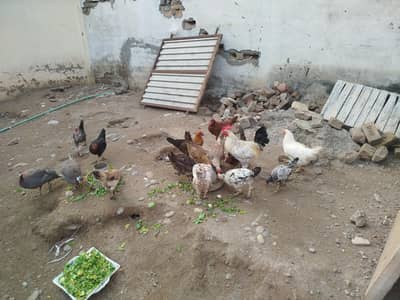 Egg wali murghyian ghar ki Pali hui