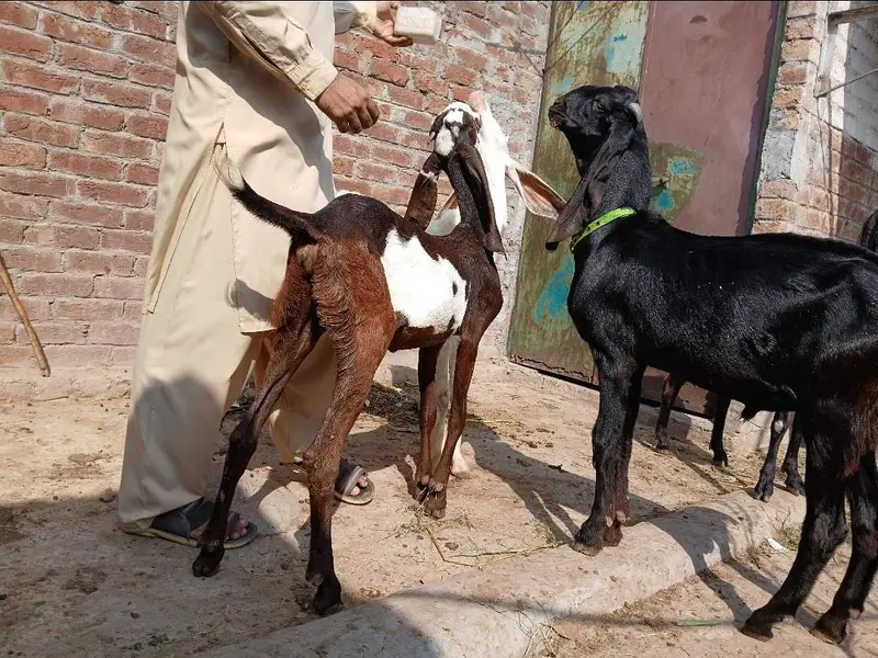 گھبن بکری  امرتسری بیتل — photo 3