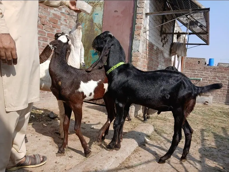 گھبن بکری  امرتسری بیتل — photo 4