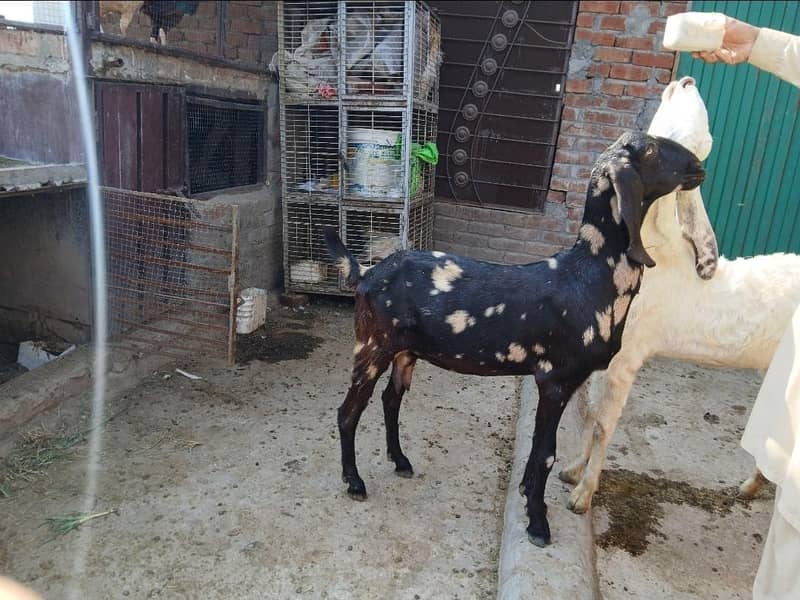 گھبن بکری  امرتسری بیتل 4