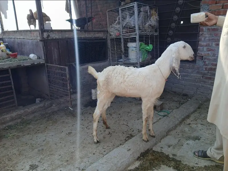 گھبن بکری  امرتسری بیتل — photo 6