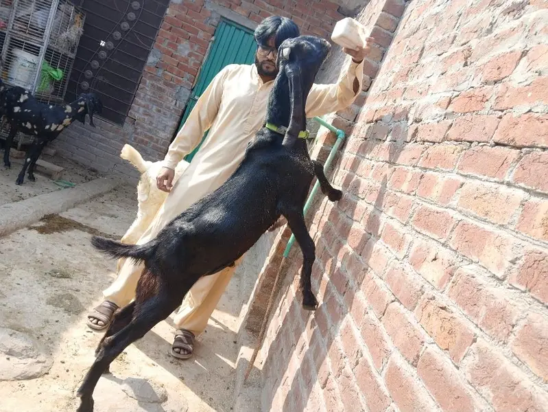 گھبن بکری  امرتسری بیتل — photo 7