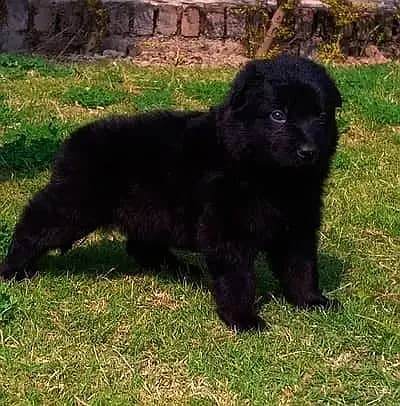Black German Shepherd male dog for sale
