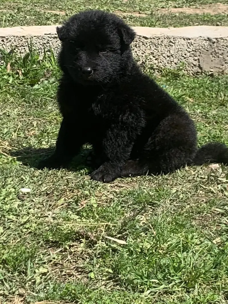 Black German Shepherd male dog for sale — photo 2