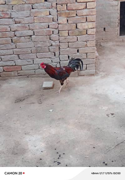 healthy and active boht zabardast murgha hy urgent sale