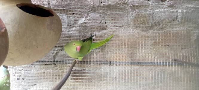 BREEDER PAIR RINGNECK PARROT