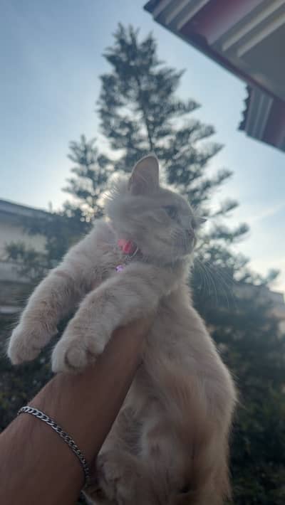 Persian Tripple coated 2months male good quality