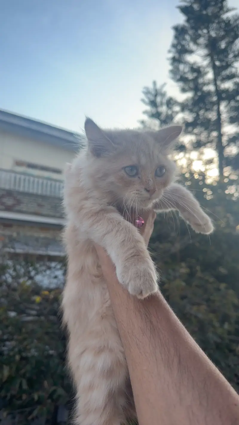 Persian Tripple coated 2months male good quality — photo 2