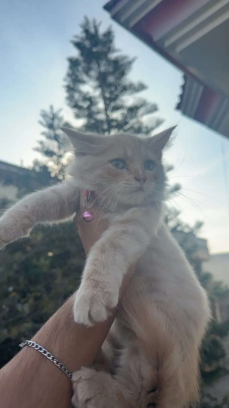 Persian Tripple coated 2months male good quality — photo 3