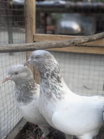 pigeons for sale