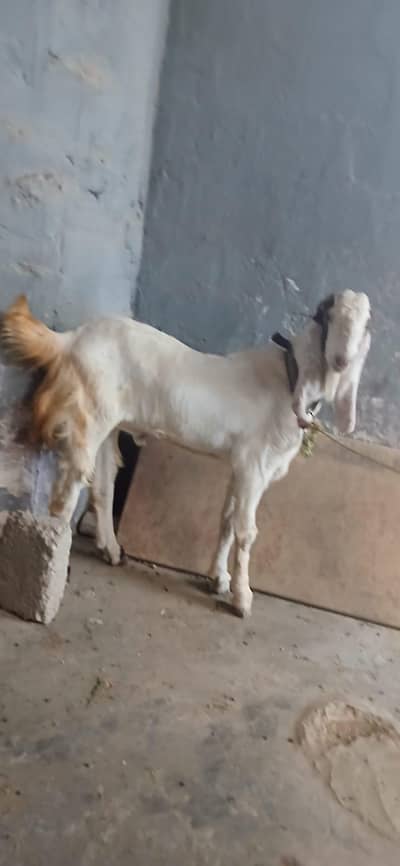 2 dant Bakra for sale