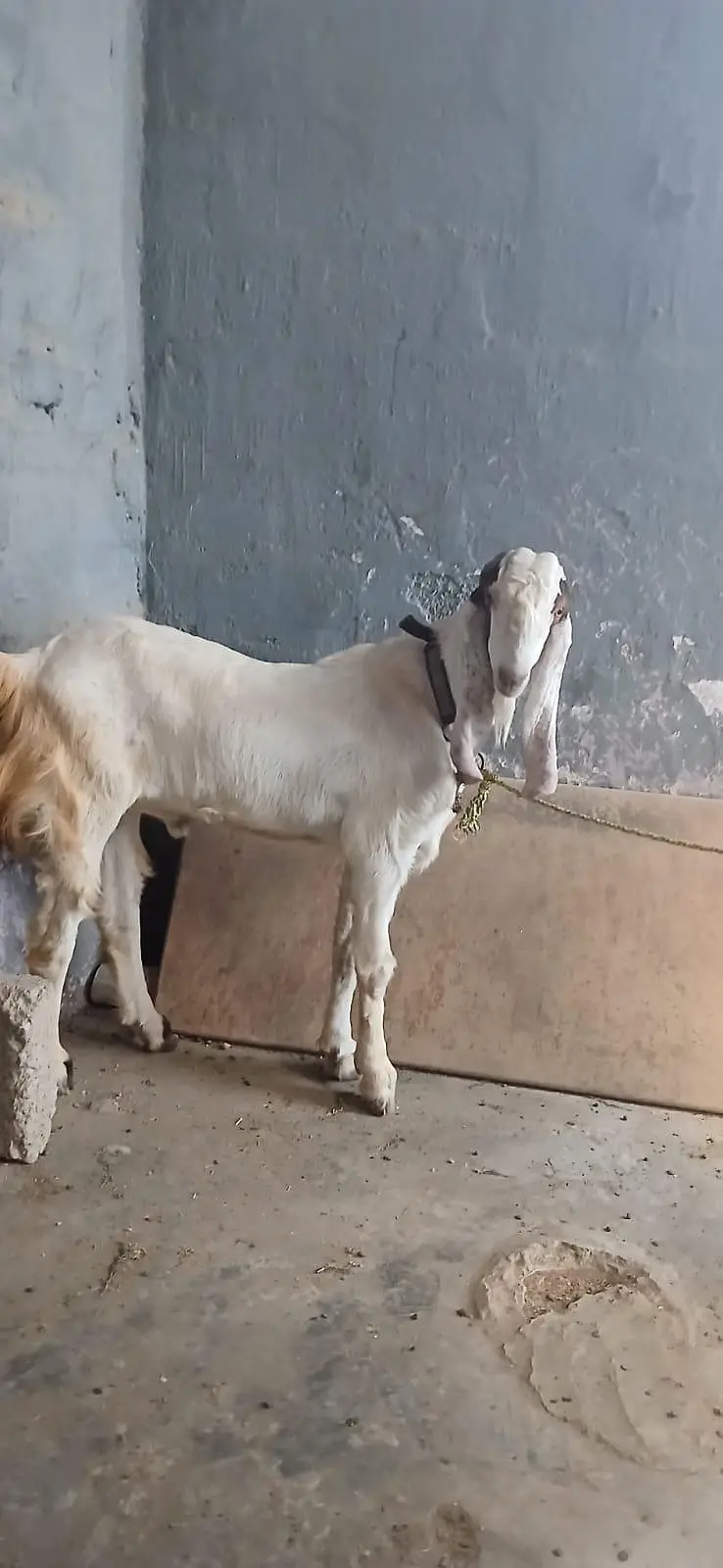 2 dant Bakra for sale — photo 2