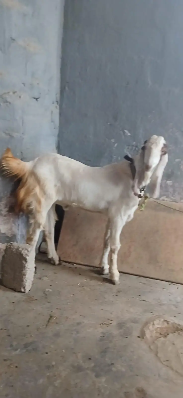 2 dant Bakra for sale — photo 3
