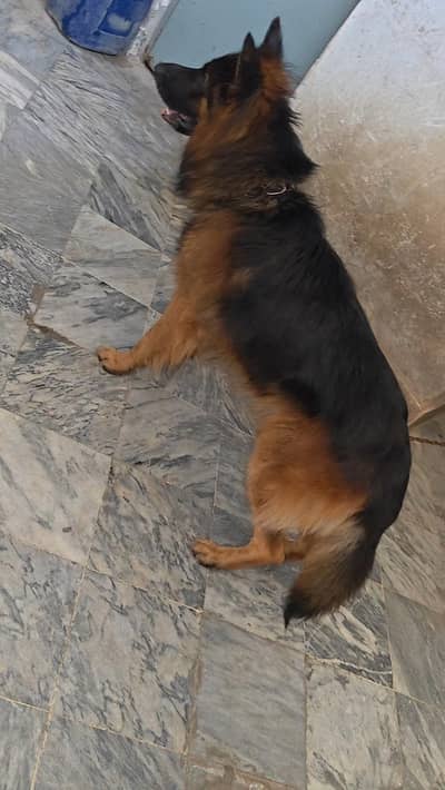 Garman shaft long Cort dark color family dog
