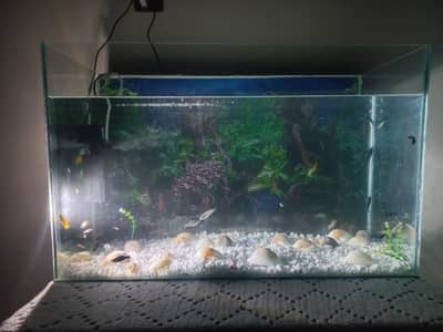 Aquarium Tank for Sale