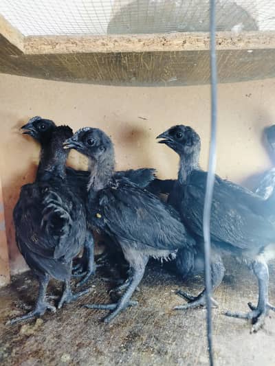 ayam Cemani gray tongue chicks