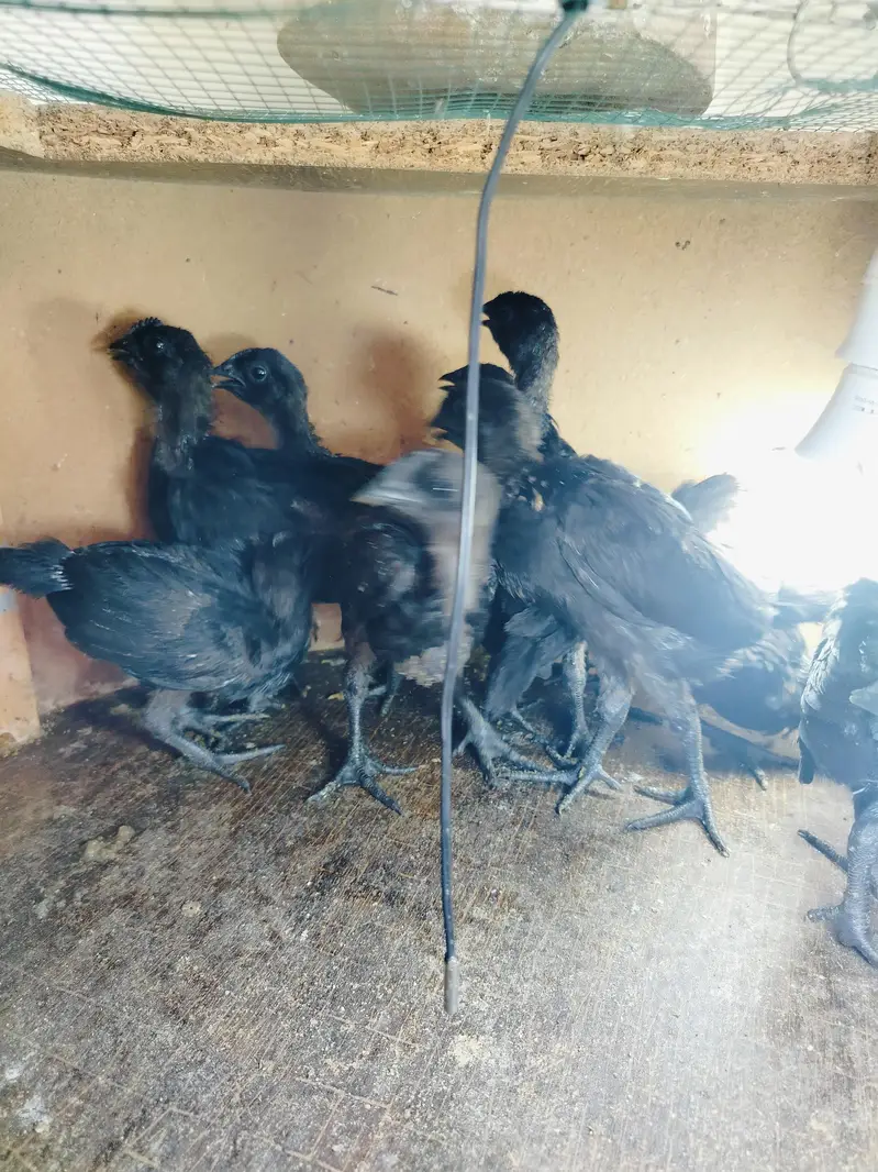 ayam Cemani gray tongue chicks — photo 2