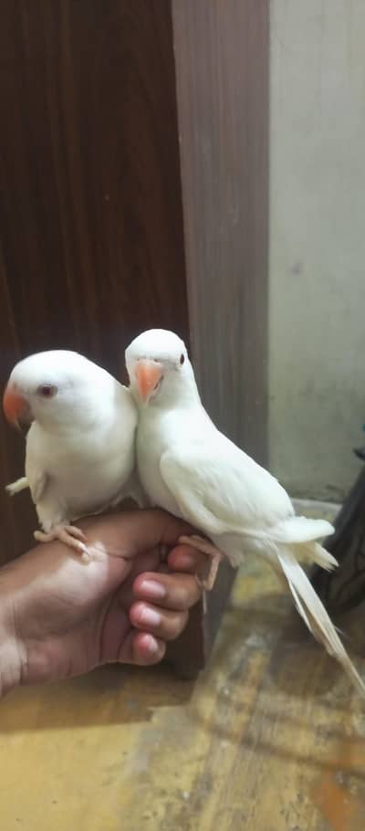 white ringneck