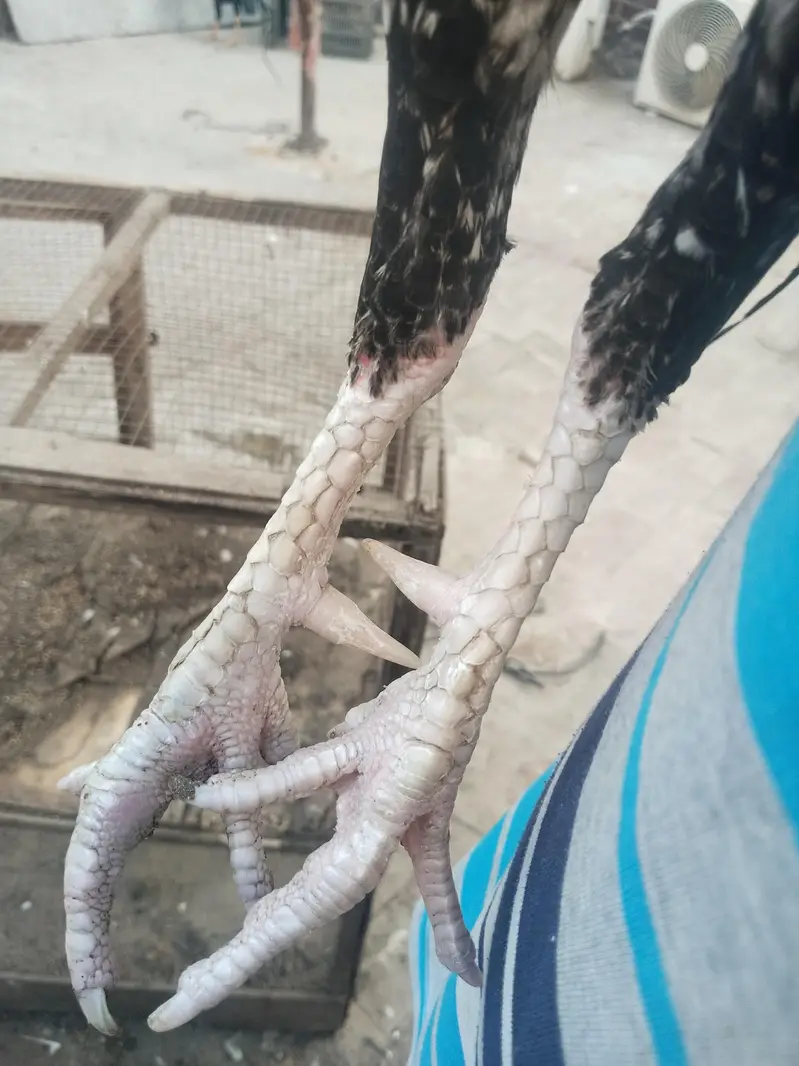 Aseel Mianwali healthy and active — photo 2