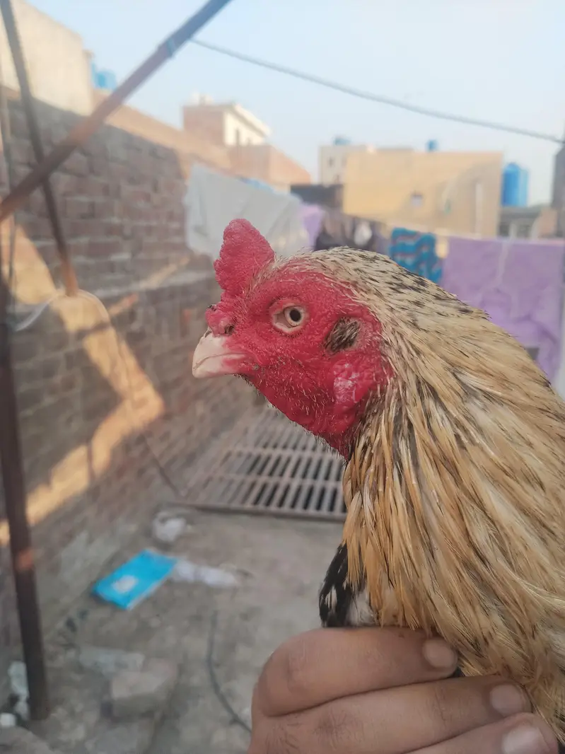 Aseel Mianwali healthy and active — photo 3