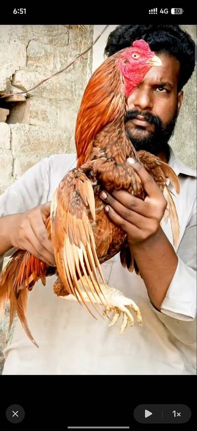 Peela aseel murga