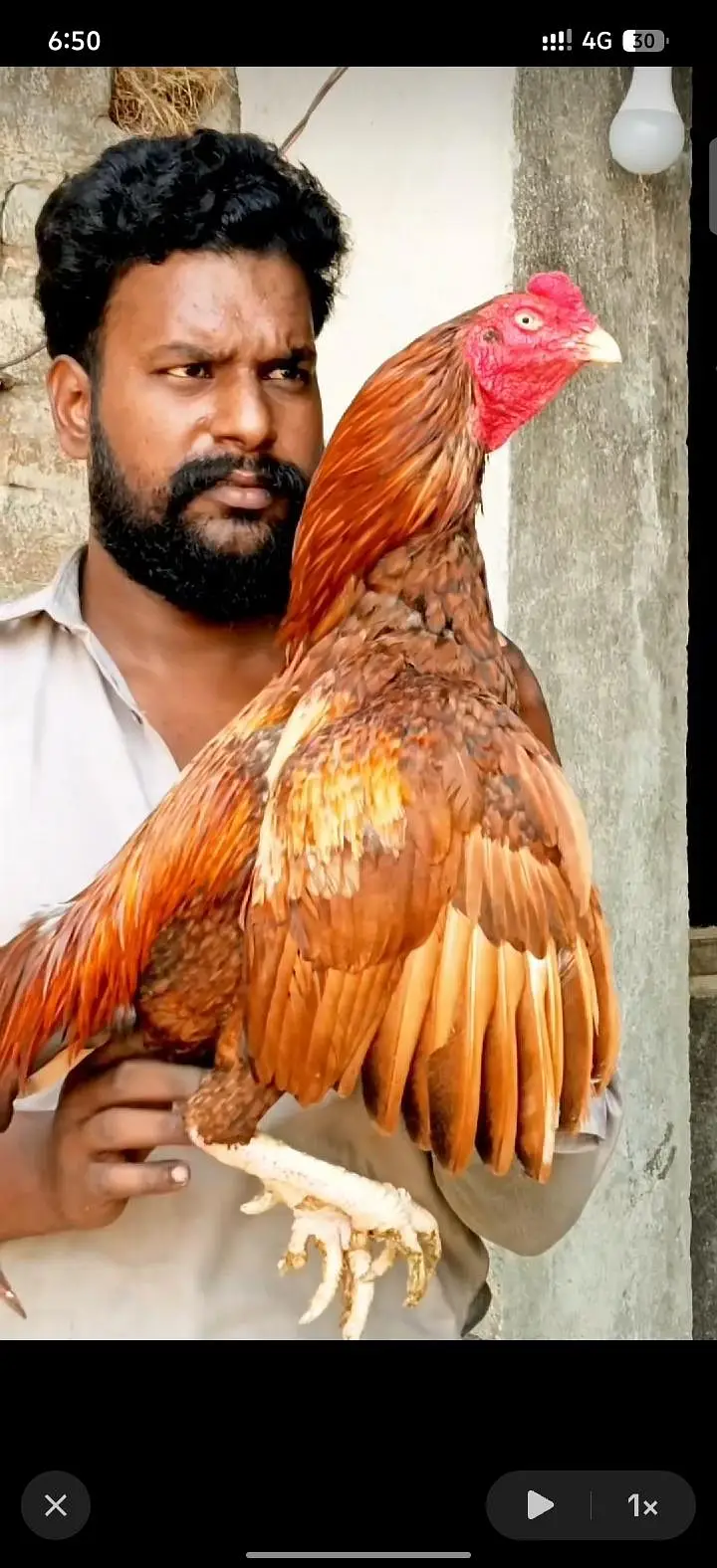 Peela aseel murga — photo 2